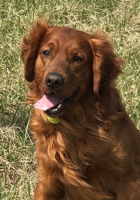 red american golden retriever