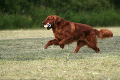 Red store retriever dog