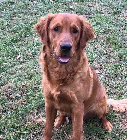 American red hot sale retriever