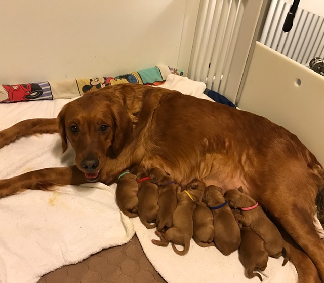 red golden retrievers farm in manitowoc wi